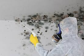 Best Biohazard Mold Removal  in Hainesvle, IL